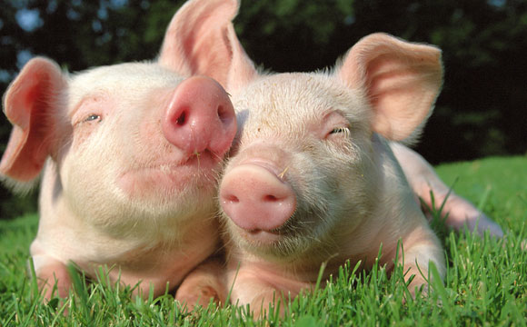 Kritik an Siegeln für Schweinefleisch