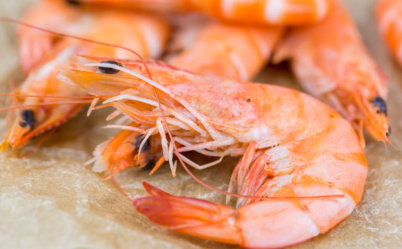 Artikelbild Nachfrage nach Shrimps aus Deutschland zieht an