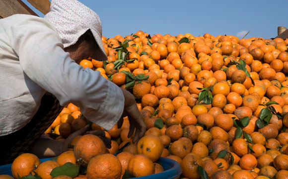 Rewe und Penny führen Fairtrade-Orangensaft ein