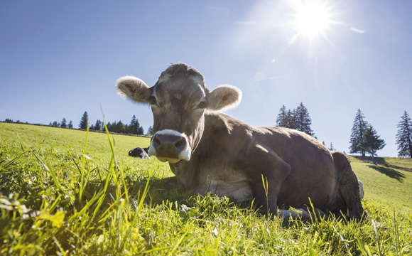 Artikelbild Schweizer Milch wird aufgewertet