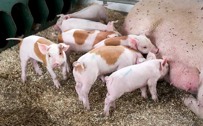 Schweinefleischprojekt „100 Prozent Regional“