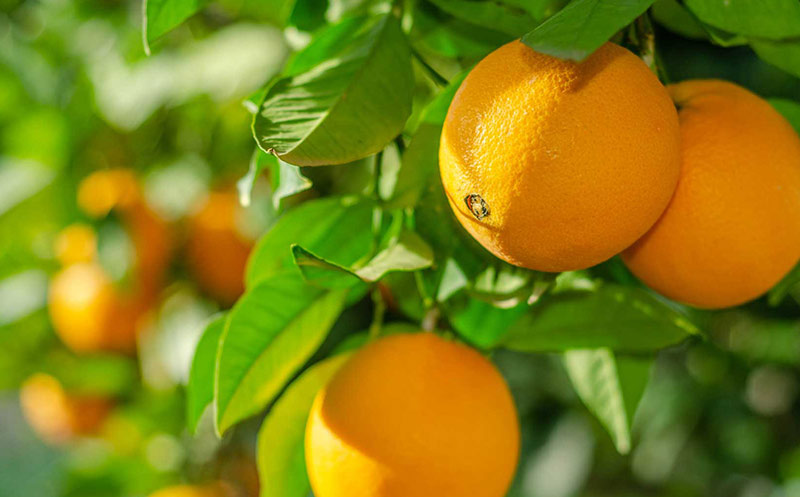 Orangensaft-Eigenmarken zertifiziert