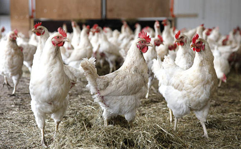 Artikelbild Geflügelwirtschaft mahnt Halter wegen Vogelgrippe zu Vorsicht