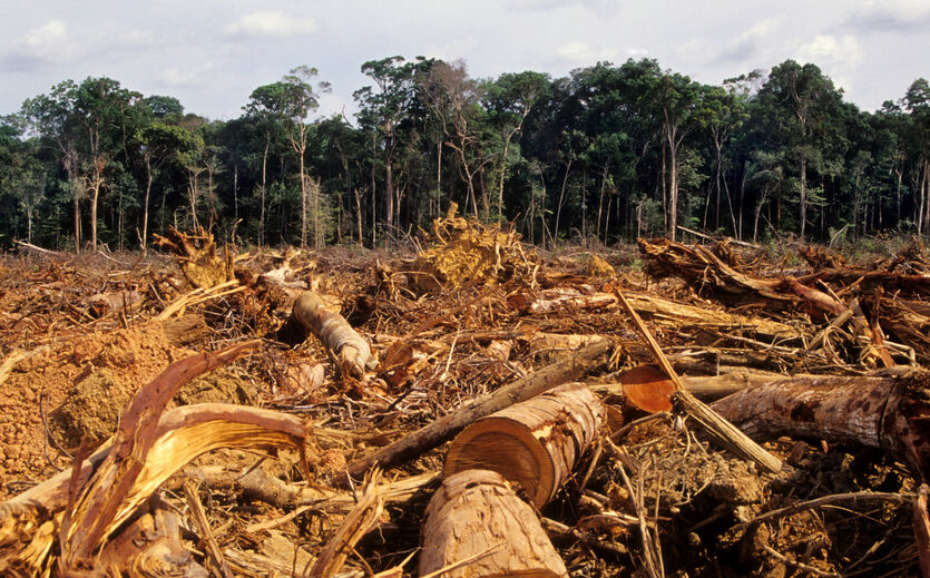 EU geht gegen Abholzung vor