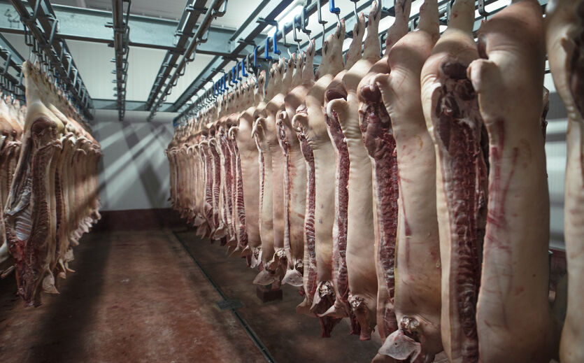 Artikelbild zu Artikel China zurrt Zölle auf EU-Schweinefleisch fest