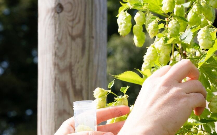 Carlsberg erstellt genetische Karte von Hopfen