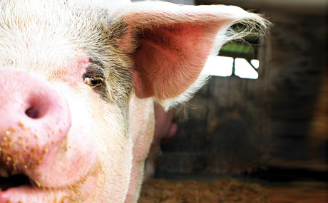 Höhere Produktion von Schwein und Geflügel