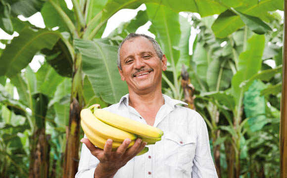 Artikelbild Bananen-Produktion: Angst vor Krankheit