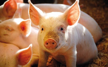 Artikelbild Tierwohl-Label für Schweinefleisch