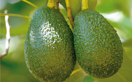Artikelbild Avocados - Behandlung nach der Ernte