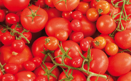 Artikelbild Tomaten