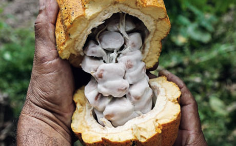 Artikelbild Höherer Kakao-Mindestpreis