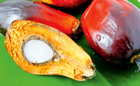 Artikelbild Umstrittener Alleskönner Palmöl - Oetker