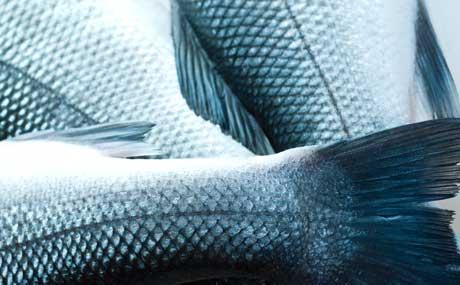 Artikelbild Fleischhof Rasting vermarktet Fisch