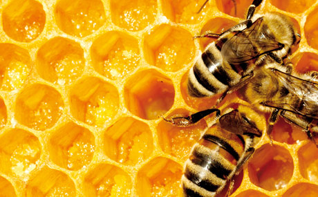 Artikelbild Verbrauchertäuschung bei Honig