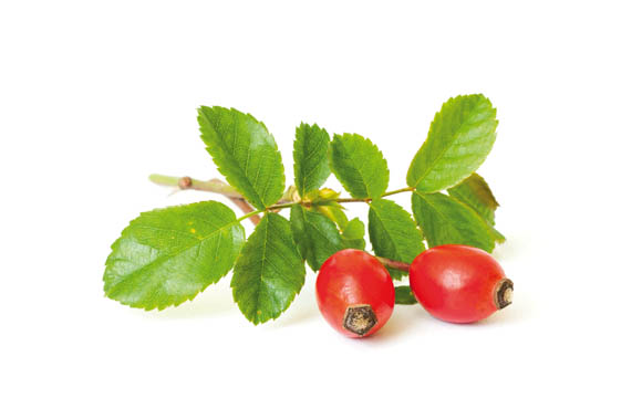 Hagebutte: Hagebutten sind die roten Früchte (genauer Scheinfrüchte) der Heckenrose. Sie reifen im Spätsommer. Hervorzuheben ist ihr hoher Vitamin C-Gehalt.