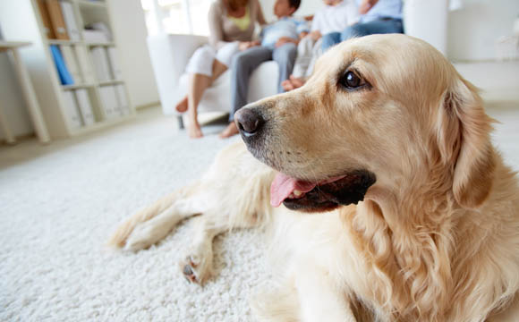 In 16 Prozent der Haushalte leben fast 8 Mio. Hunde.