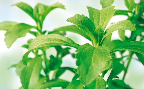 Stevia-Blätter ähneln denen der Minze. Getrocknet sind sie 20 bis 30 Mal süßer als Zucker.