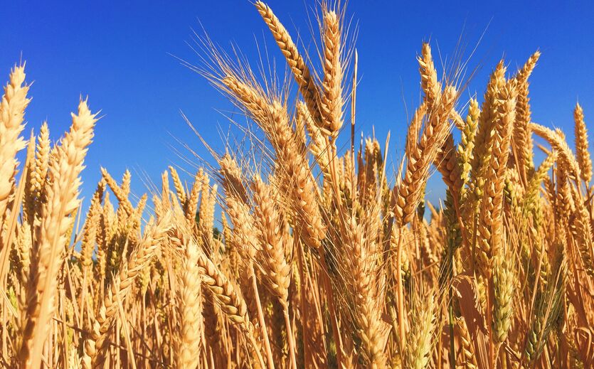 Özdemir will mehr Weizenanbau ermöglichen