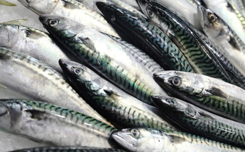 Einigung auf Ostsee-Fangquoten