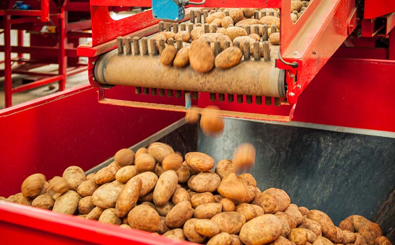 Freshly harvested potatoes falling from an automated conveyor into a hopper.