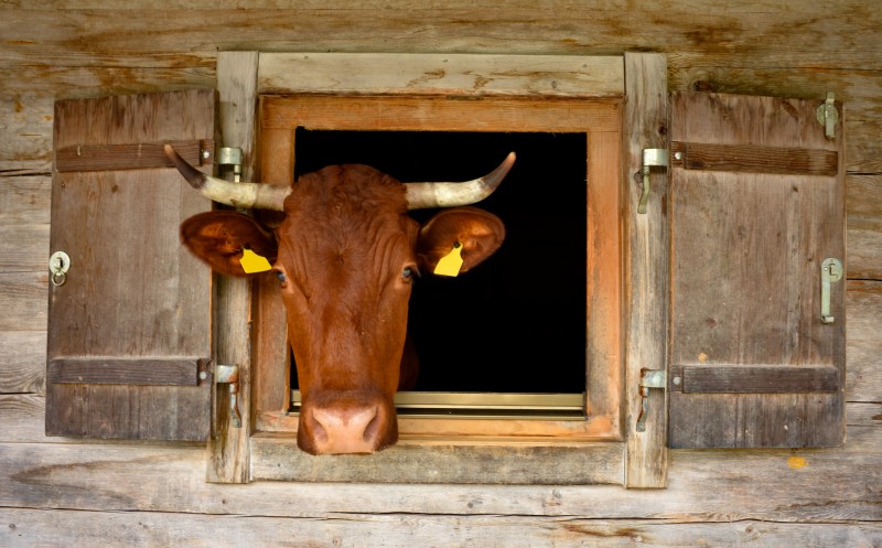 brown cow looking through the wooden window of an alpine stable at Bavarian alps, Berchtesgaden national park