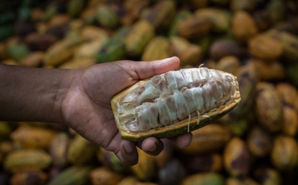 Artikelbild Immer mehr Süßwaren mit nachhaltigem Kakao