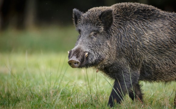 A wild boar forages for acorns and apples in autumn