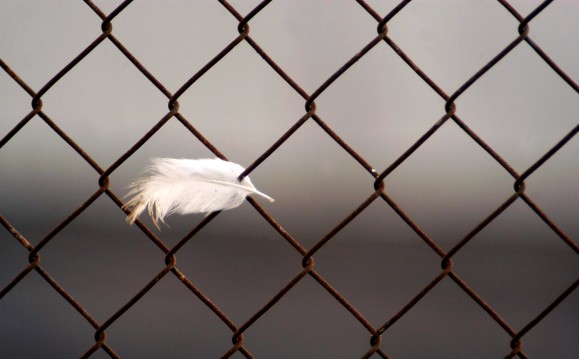 A single white turkey chicken feather on metal fence after Bird Flu Outbreak.
