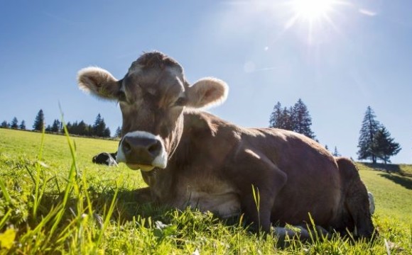 Artikelbild Nachhaltige Richtlinien für die Milchproduktion
