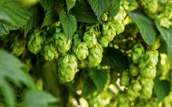 Hopfen, einer der Grundstoffe für Bier, wird vornehmlich in der Hallertau angebaut.