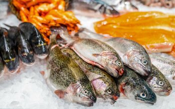 Im Zuge einer generell steigenden Nachfrage nach Bio-Produkten kann davon ausgegangen werden, dass auch Bio-Fisch stärker in den Fokus der Verbraucher rückt.
