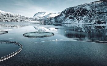 Netzgehege in Norwegen. Atlantischer Lachs macht 93 Prozent der gesamten Produktion aus und ist damit das wichtigste Erzeugnis aus norwegischer Aquakultur.