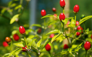 ... und die Chiltepin-Pflanze mit ihren typischen roten Kapseln.