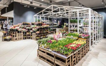 Zwei gelernte Floristinnen wirken in der Blumenabteilung. Ein „Fachmarkt“ in der Vorkassenzone, der laut Marktmanager Andre Becker richtig floriert.