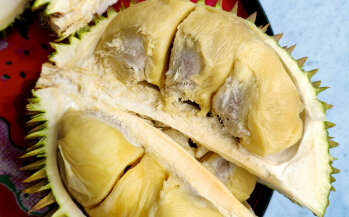 Die Jackfrucht ist nicht mit der Durian (auch Stinkfrucht genannt) zu verwechseln. Durian sieht zwar einer Jackfrucht ähnlich, hat aber sonst nichts mit ihr gemeinsam.