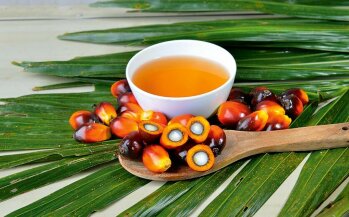 Für Palmfett bzw. Palmöl wird das Fruchtfleisch der Palmfrucht gepresst. Für Palmkernfett werden nur die Kerne verarbeitet.