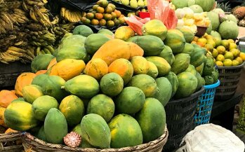 Fruchtbares Land: Ananas, Mangos und verschiedene Gemüse, die auf den Kakaofarmen sonst noch angebaut werden können.