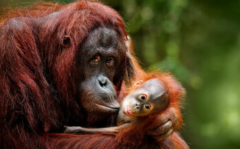 Durch Rodungen der Regenwälder wird Orang-Utans der Lebensraum genommen.