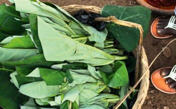 Kontoumri: Dieses spinatähnlich Gemüse wird in jedem Dorf gepflanzt und überall serviert.