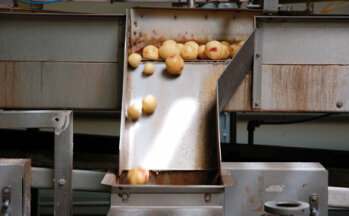 Die Kartoffeln werden gewaschen, dann maschinell
geschält und in dünne Scheiben geschnitten.
