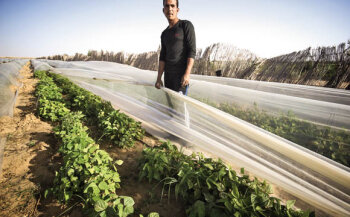 In Ägypten kämpft das Unternehmen Sekem für die Urbarmachung von Wüstenböden. (Quellen: Shutterstock, Sekem)