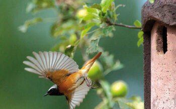 Artenschutz: Streuobstwiesen sind die Heimat vieler verschiedener Tierarten, davon profitieren unsere Vögel.