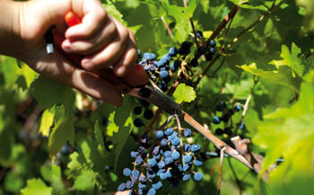 Nur spezielle Traubensorten werden für die Herstellung des Aceto Balsamico di Modena verwendet. Die Trauben werden gepresst, der Most gefiltert.