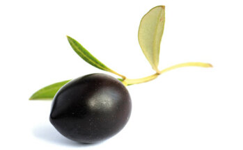 Die Olivensorten mit ihren unterschiedlichen Aromen bestimmt die geschmackliche Varianz der Öle.