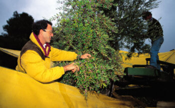 Traditionell: Ernte per Hand schont die Oliven.