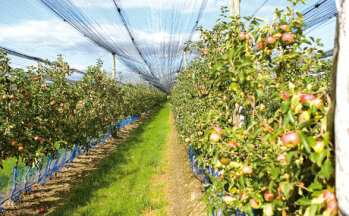Im Plus: Die EU-Apfelernte ist dieses Jahr höher als im schwachen Vorjahr. (Bildquelle: fotolia)