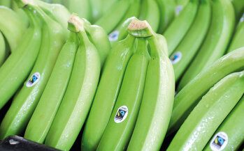 Die Bananen werden auf den Plantagen grün geerntet und müssen anschließend schnell weitertransportiert werden.