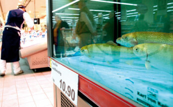 In der Fischabteilung gibt es ein dekoratives Lebendbecken, aus dem sich die Kunden ihren Karpfen auswählen können.