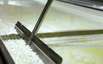 Zur Herstellung von Gorgonzola wird Milch aus einem oder mehreren Melkgängen mit Lab dickgelegt.